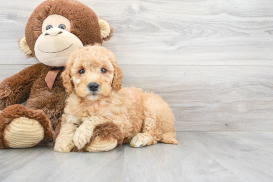 Best Mini Goldendoodle Baby