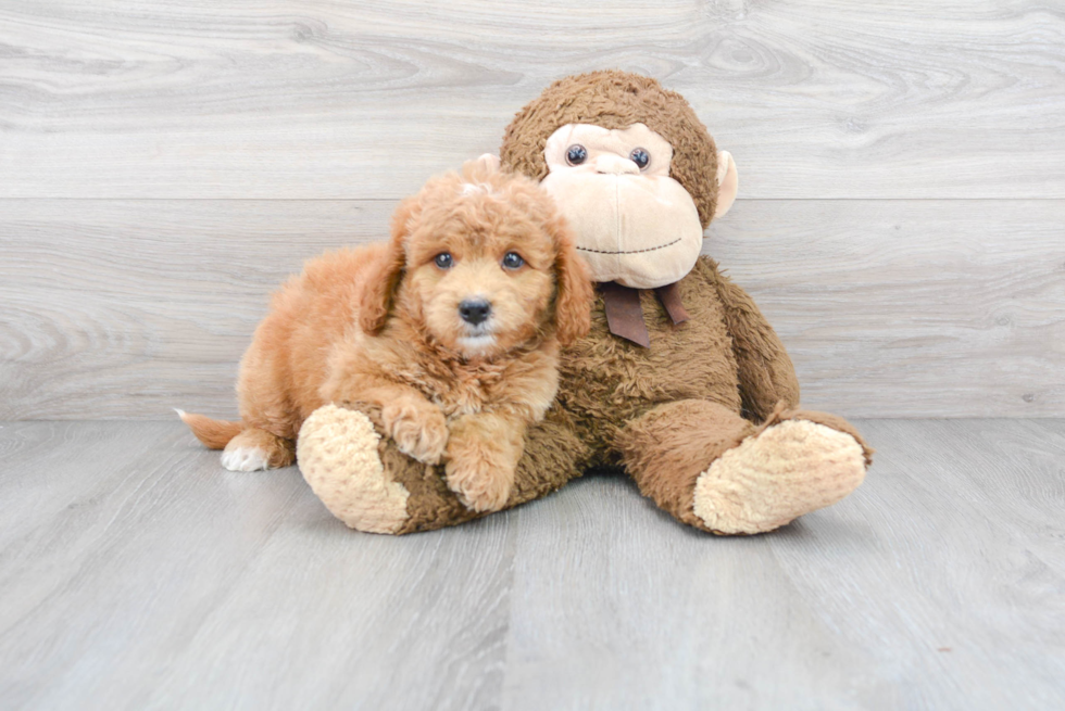 Mini Goldendoodle Puppy for Adoption