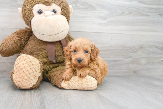 Mini Goldendoodle Pup Being Cute