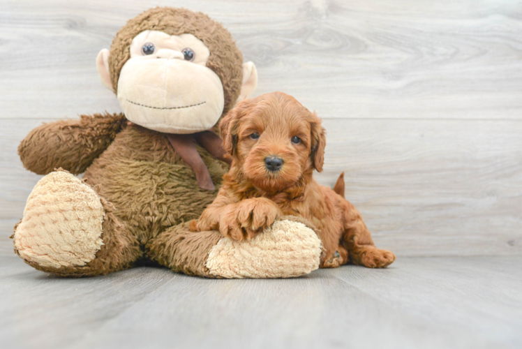 Best Mini Goldendoodle Baby