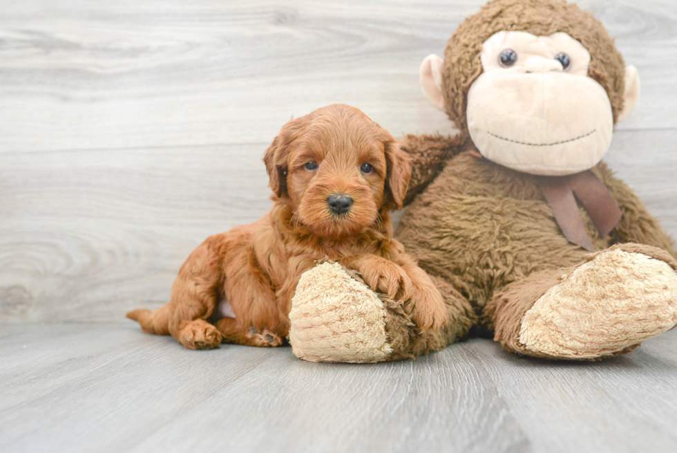 Mini Goldendoodle Puppy for Adoption