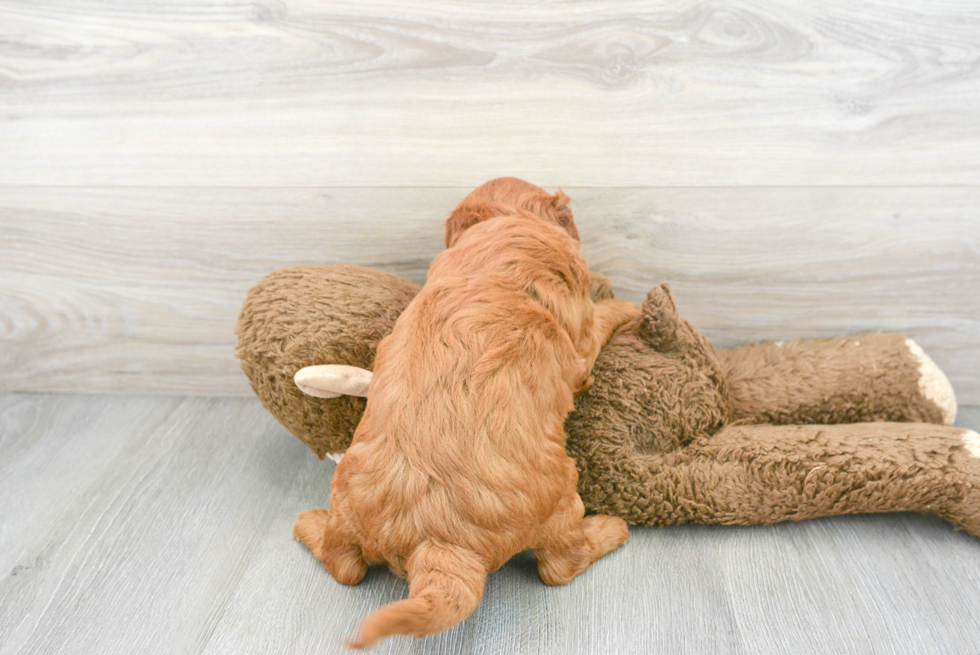 Popular Mini Goldendoodle Poodle Mix Pup