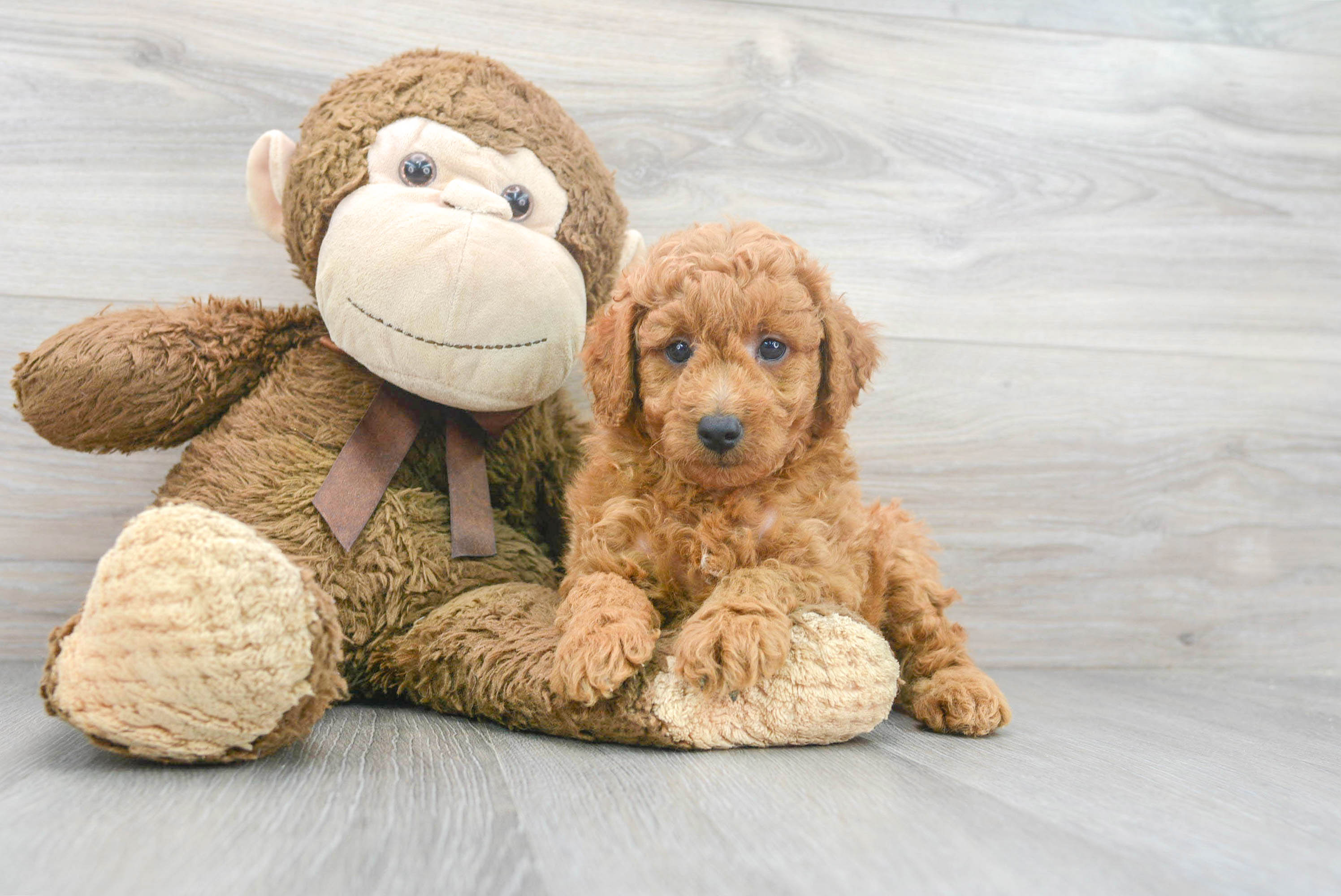 Best Mini Goldendoodle Baby