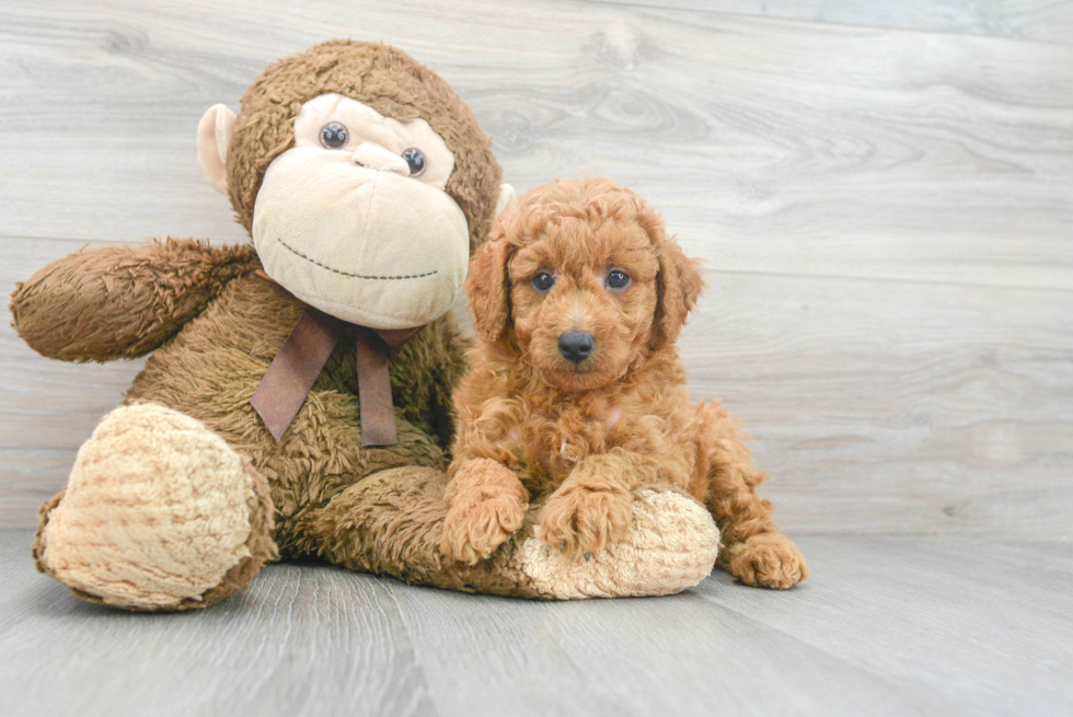 Best Mini Goldendoodle Baby