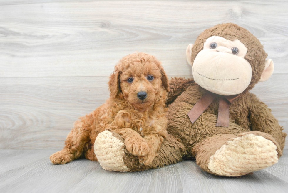 Mini Goldendoodle Pup Being Cute