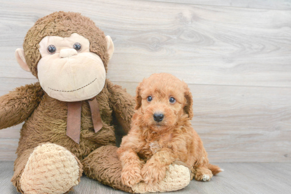 Best Mini Goldendoodle Baby