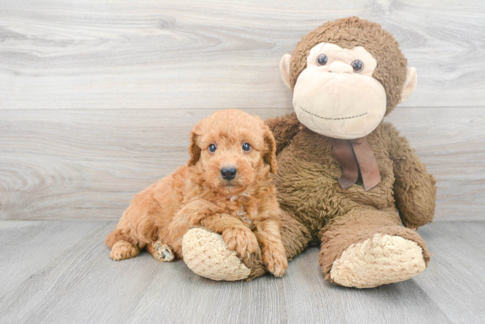 Funny Mini Goldendoodle Poodle Mix Pup