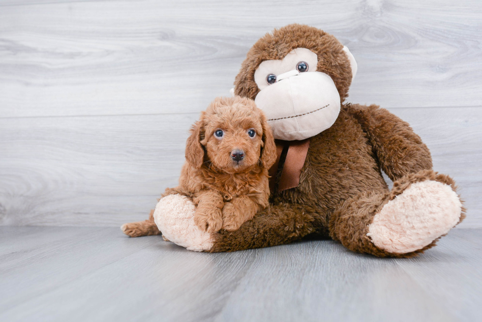 Popular Mini Goldendoodle Poodle Mix Pup