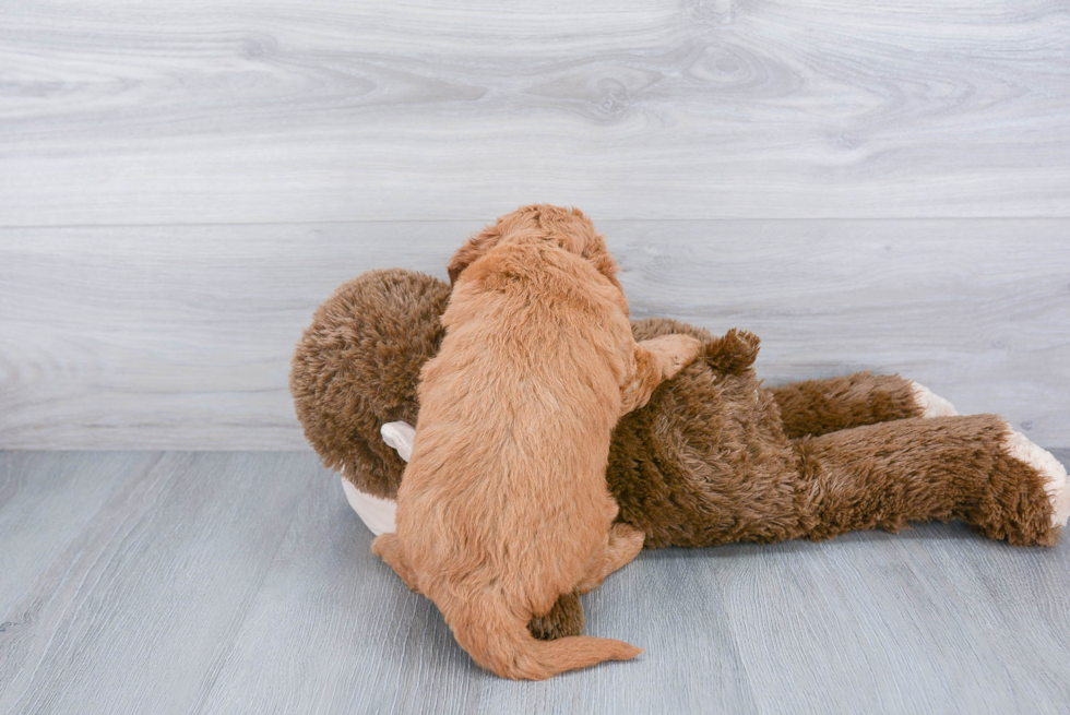 Mini Goldendoodle Pup Being Cute