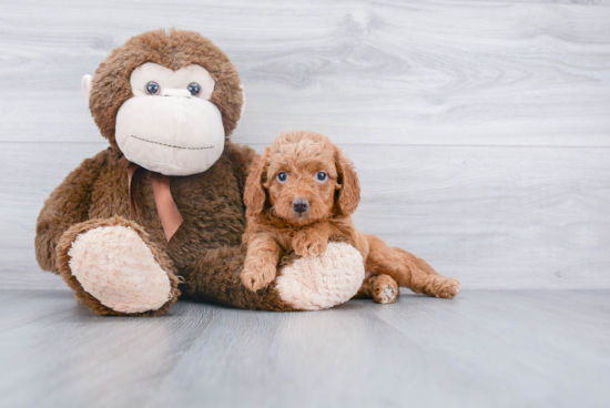 Fluffy Mini Goldendoodle Poodle Mix Pup