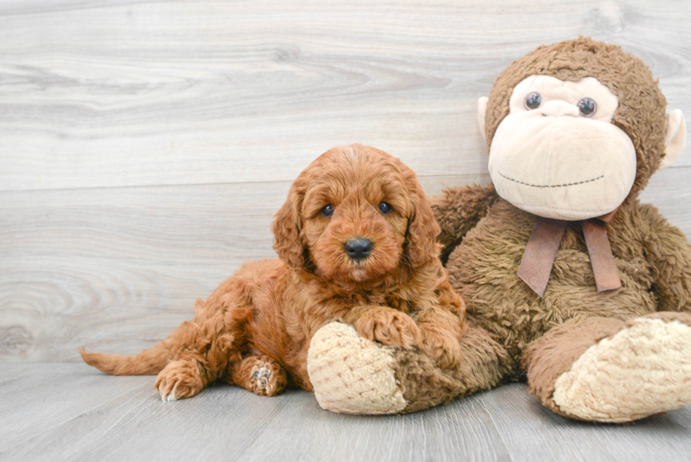 Hypoallergenic Golden Retriever Poodle Mix Puppy