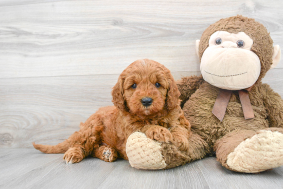 Hypoallergenic Golden Retriever Poodle Mix Puppy