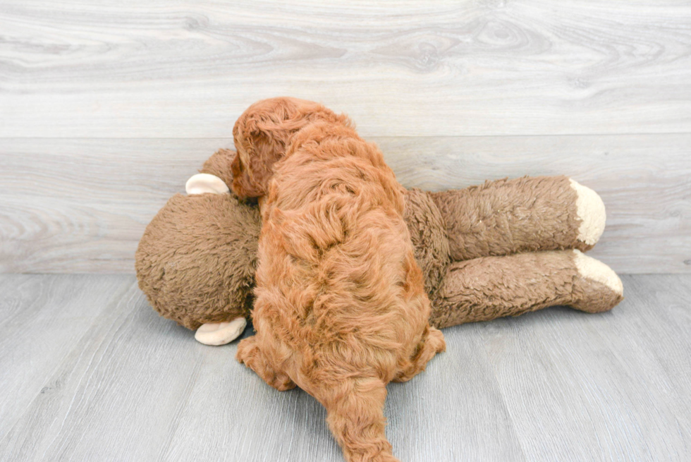 Mini Goldendoodle Pup Being Cute