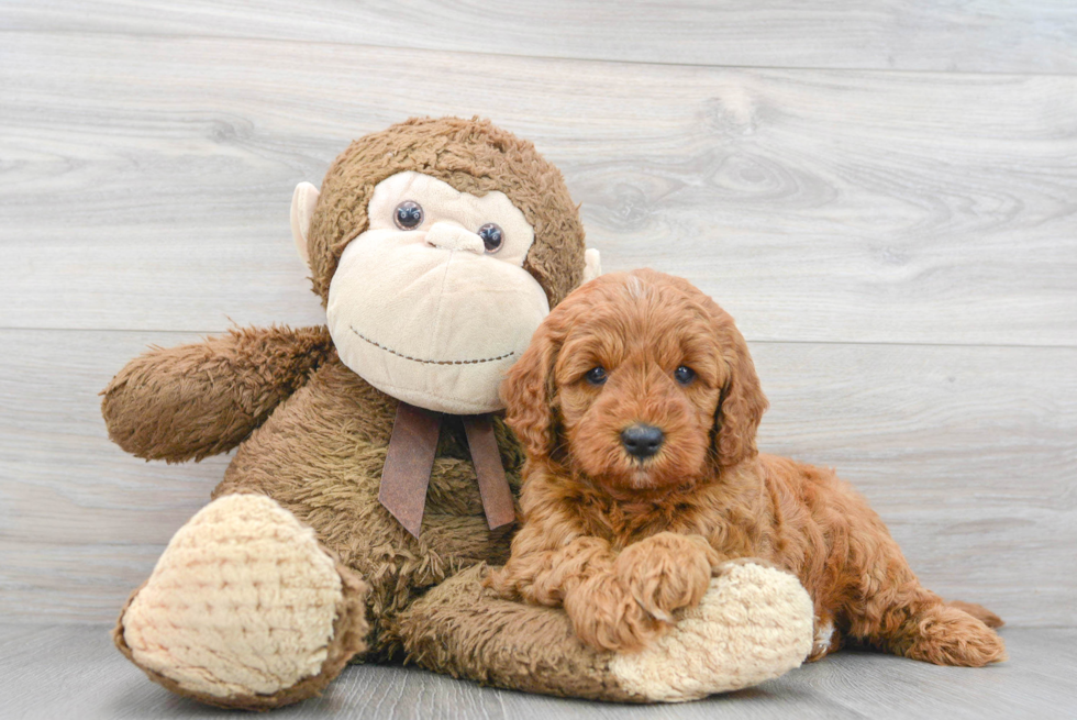 Mini Goldendoodle Puppy for Adoption