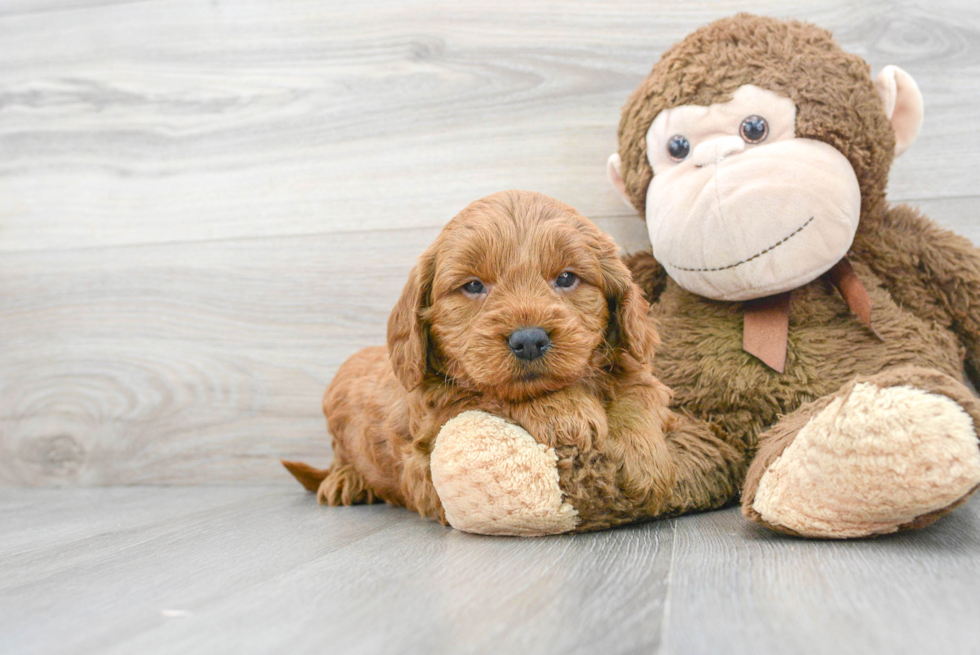 Mini Goldendoodle Puppy for Adoption