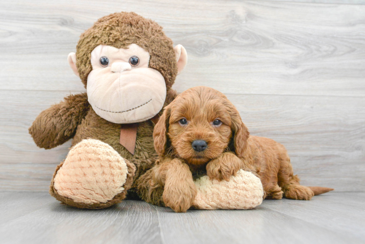 Smart Mini Goldendoodle Poodle Mix Pup