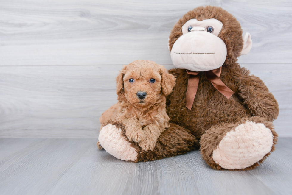 Best Mini Goldendoodle Baby