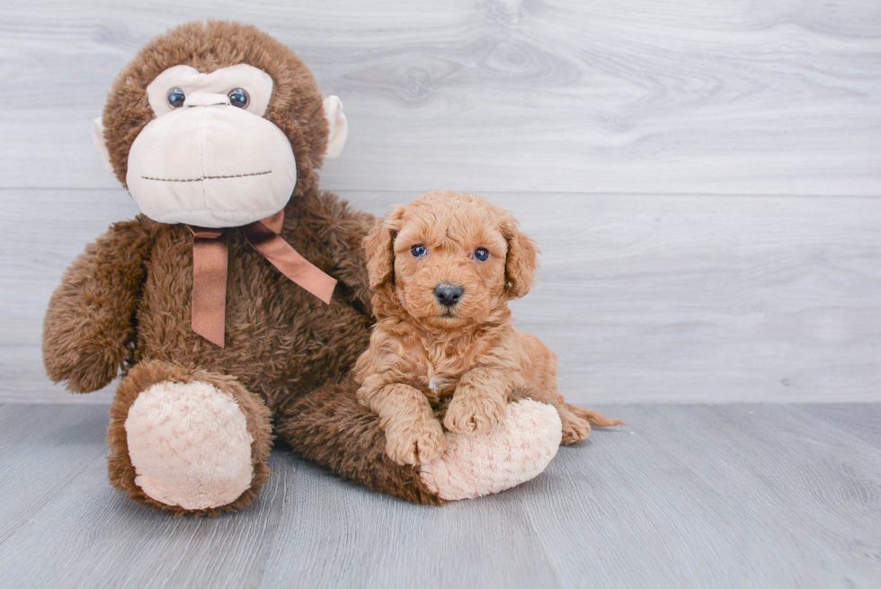 Hypoallergenic Golden Retriever Poodle Mix Puppy