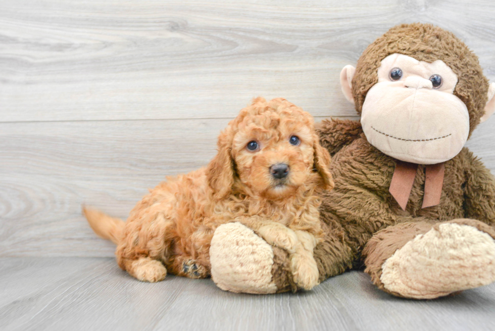 Funny Mini Goldendoodle Poodle Mix Pup