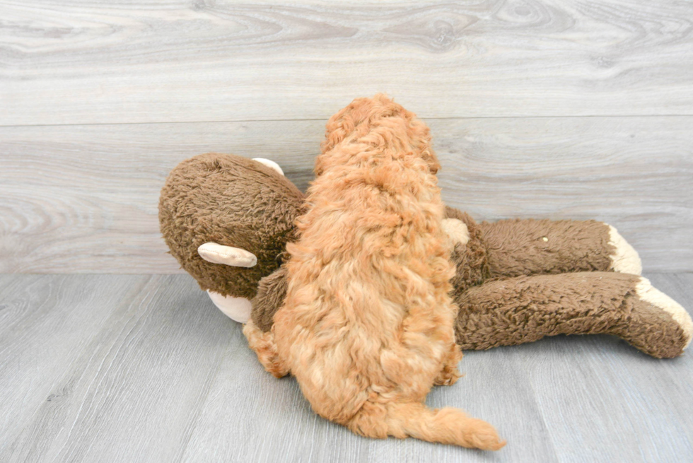 Energetic Golden Retriever Poodle Mix Puppy