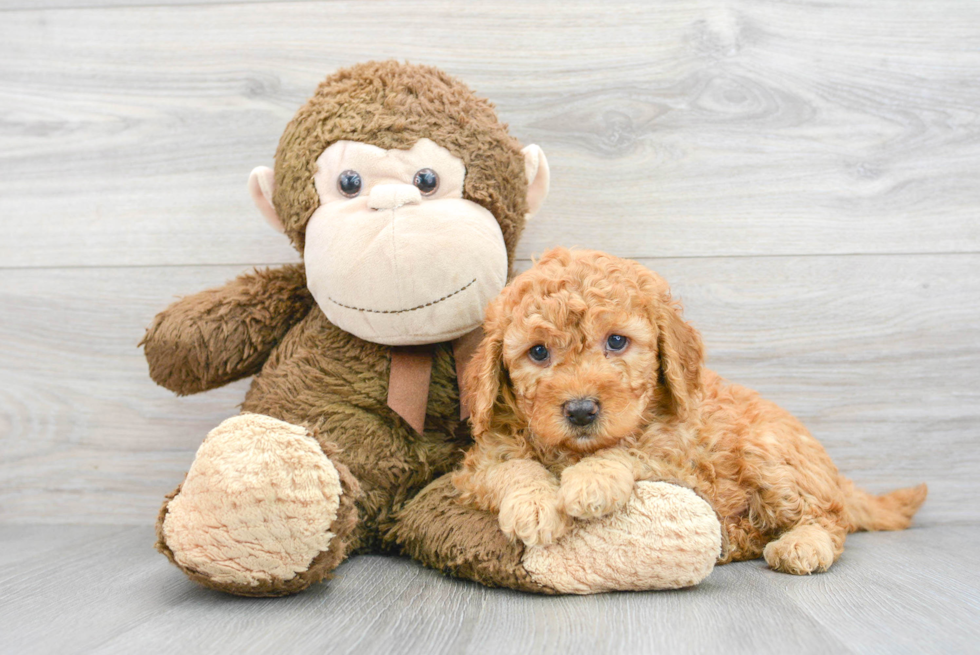 Mini Goldendoodle Puppy for Adoption