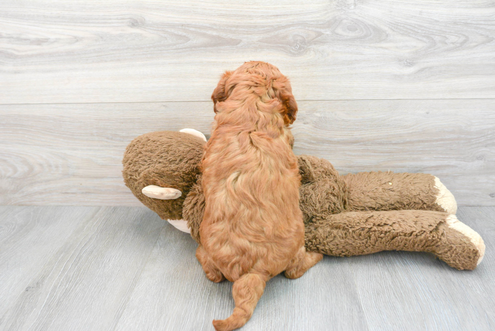 Best Mini Goldendoodle Baby