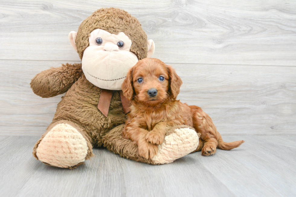 Hypoallergenic Golden Retriever Poodle Mix Puppy