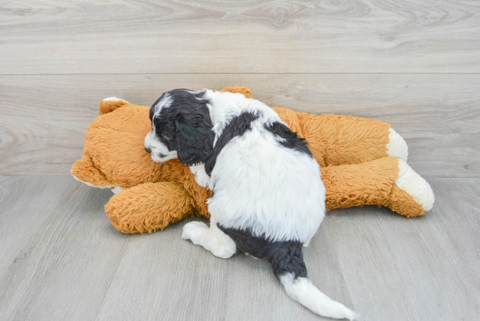 Little Golden Retriever Poodle Mix Puppy