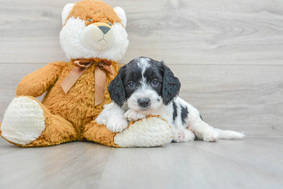Best Mini Goldendoodle Baby