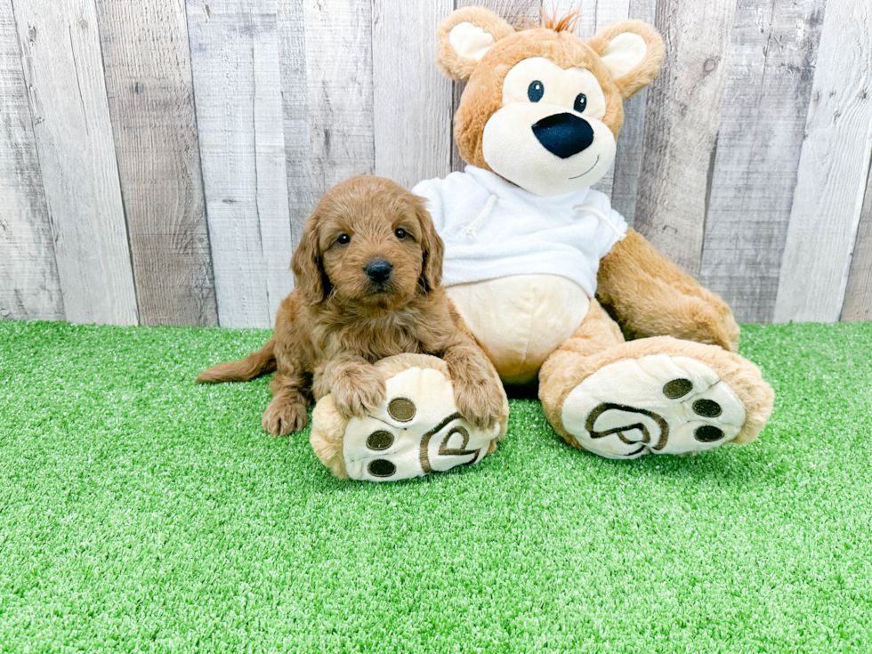 Cute Mini Goldendoodle Baby