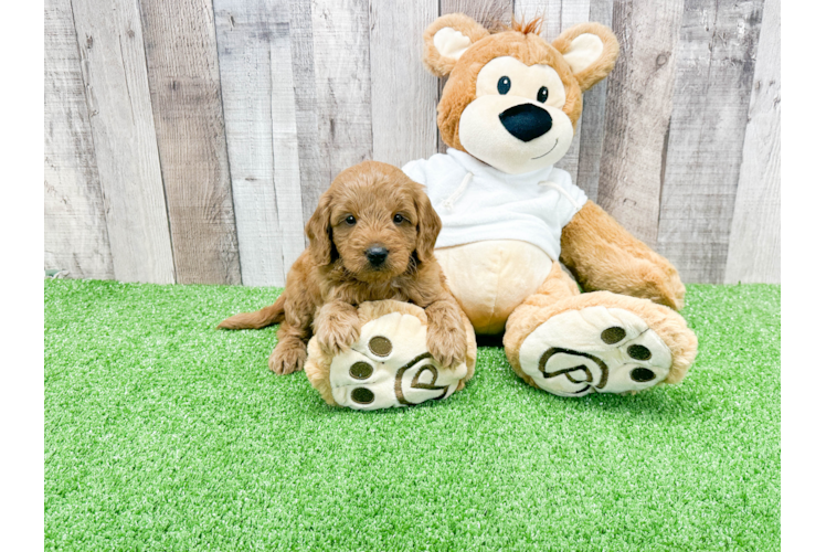 Mini Goldendoodle Pup Being Cute