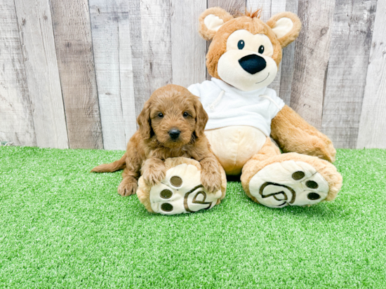 Mini Goldendoodle Pup Being Cute