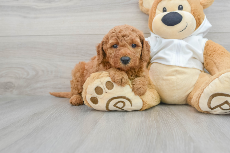 Mini Goldendoodle Puppy for Adoption