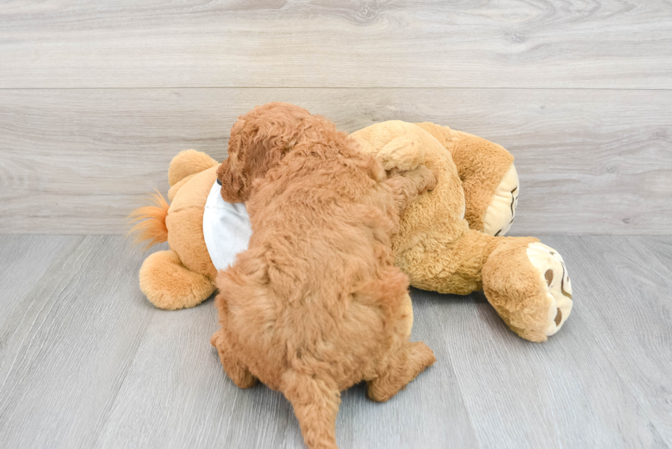 Best Mini Goldendoodle Baby