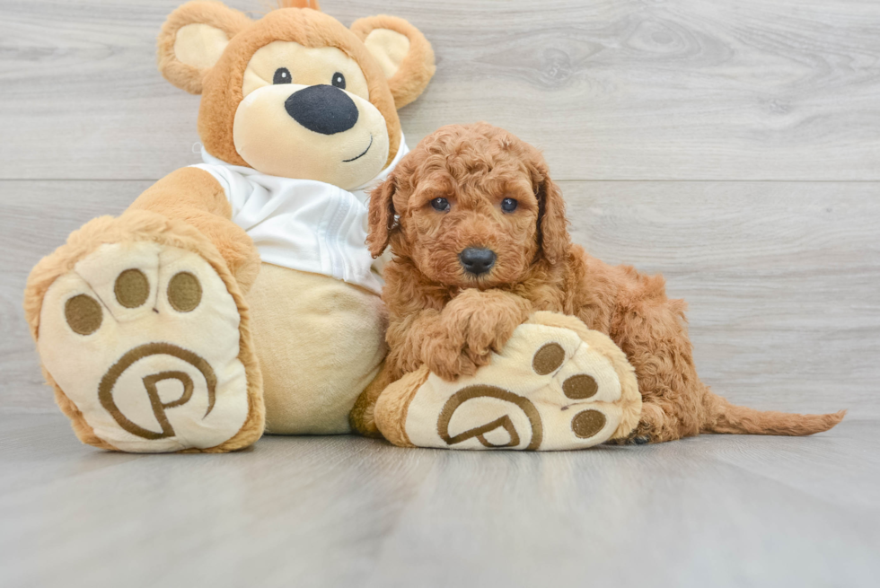 Cute Mini Goldendoodle Baby