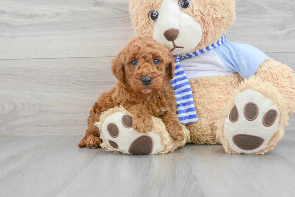 Mini Goldendoodle Pup Being Cute