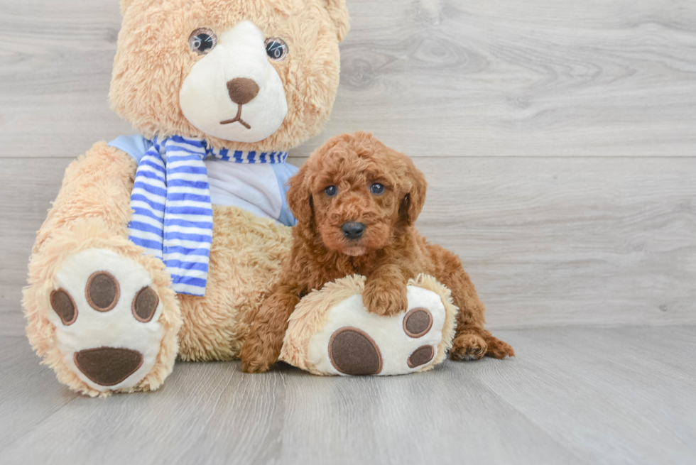 Best Mini Goldendoodle Baby