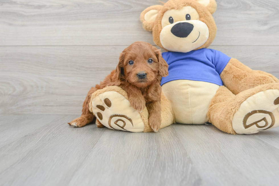 Small Mini Goldendoodle Baby