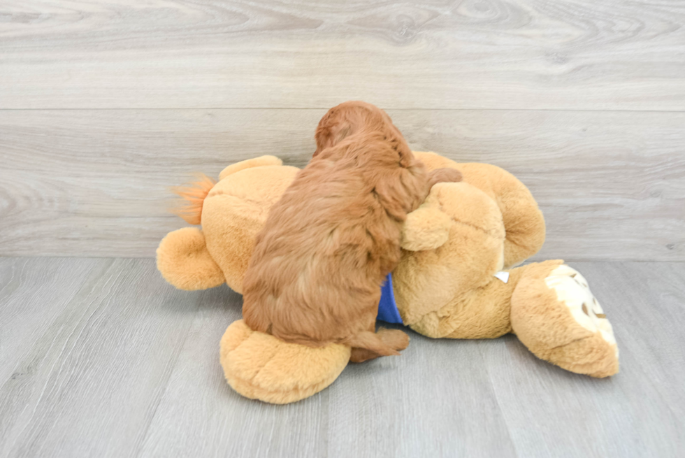 Best Mini Goldendoodle Baby