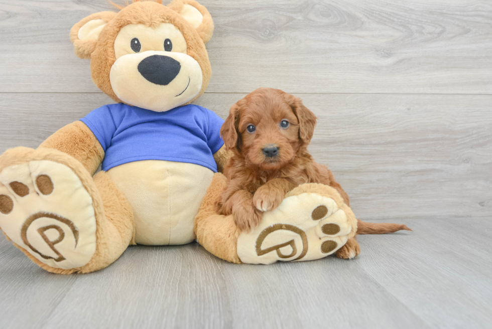 Mini Goldendoodle Puppy for Adoption