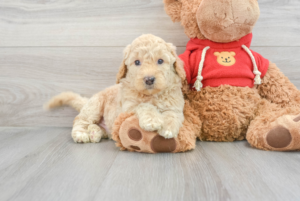 Smart Mini Goldendoodle Poodle Mix Pup