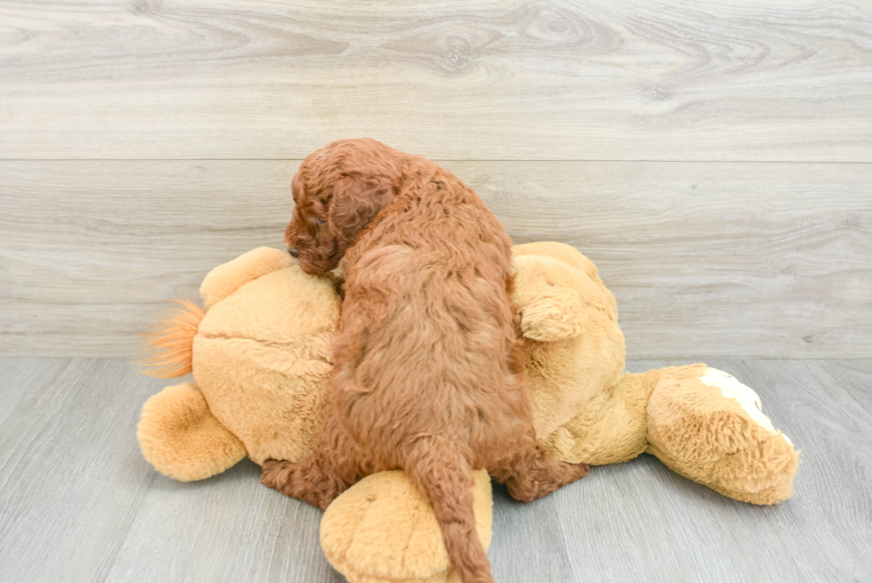 Mini Goldendoodle Pup Being Cute