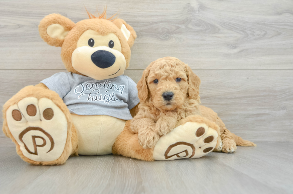 5 week old Mini Goldendoodle Puppy For Sale - Premier Pups