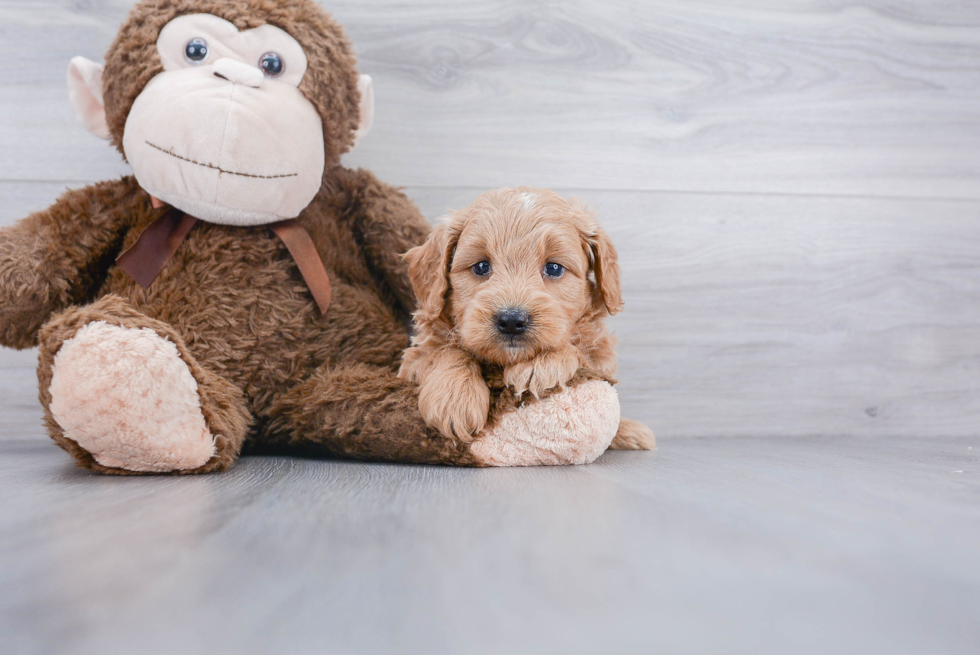 Fluffy Mini Goldendoodle Poodle Mix Pup