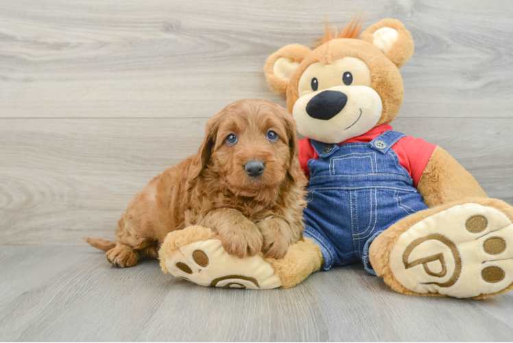 Petite Mini Goldendoodle Poodle Mix Pup