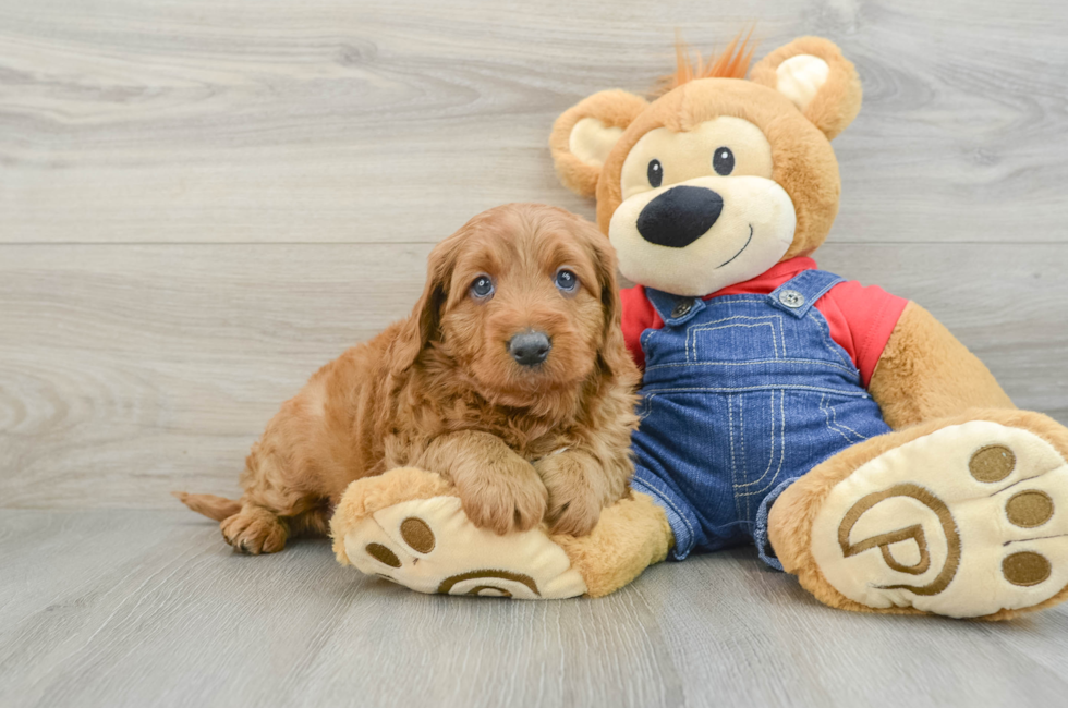 6 week old Mini Goldendoodle Puppy For Sale - Premier Pups