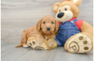 Mini Goldendoodle Pup Being Cute