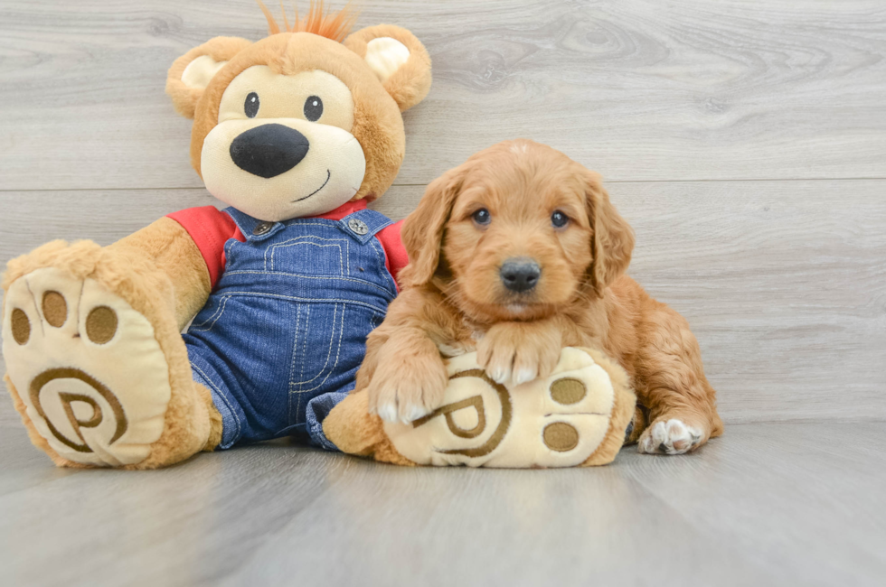 5 week old Mini Goldendoodle Puppy For Sale - Premier Pups