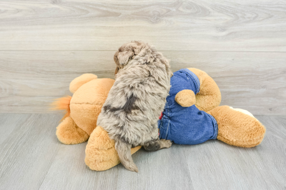 Fluffy Mini Goldendoodle Poodle Mix Pup