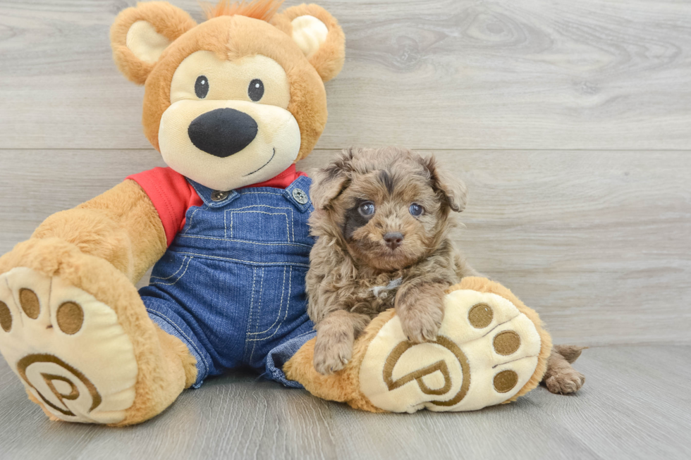 Friendly Mini Goldendoodle Baby